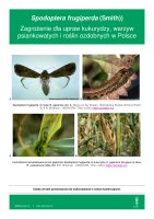 SPODOPTERA FRUGIPERDA.pdf