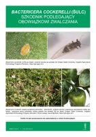 BACTERICERA COCKERELLI.pdf