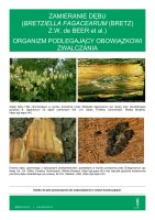 BRETZIELLA FAGACEARUM.pdf