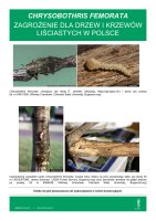 CHRYSOBOTHRIS FEMORATA.pdf