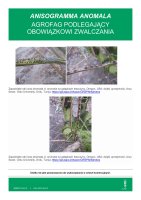 ANISOGRAMMA ANOMALA.pdf