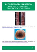 BOTRYOSPHAERIA KUWATSUKAI.pdf