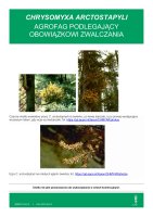 CHRYSOMYXA ARCTOSTAPYLI.pdf
