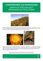 CONIFERIPORIA SULPHURASCENS.pdf