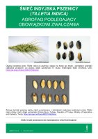 TILLETIA INDICA.pdf