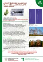 WĘGOREK SOSNOWIEC - BURSAPHELENCHUS XYLOPHILUS.pdf
