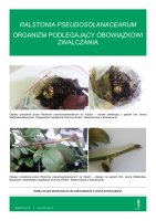 RALSTONIA_PSEUDOSOLANACEARUM.pdf