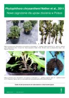 PHYTOPHTHORA_CHRYSANTHEMI.pdf