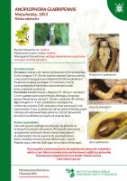 Anoplophora glabripennis.pdf