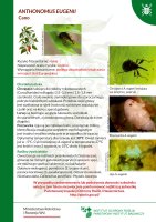 Anthonomus eugenii.pdf