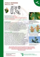 Xylella fastidiosa.pdf