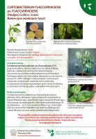 CURTOBACTERIUM FLACCUMFACIENS pv. FLACCUMFACIENS.pdf