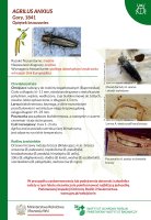 Agrilus anxius.pdf