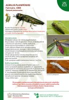 Agrilus planipennis.pdf
