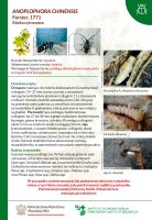 Anoplophora chinensis.pdf