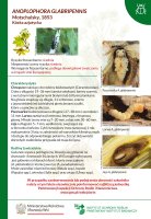 Anoplophora glabripennis.pdf