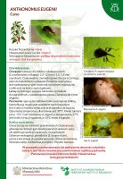 Anthonomus eugenii.pdf