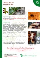 Aromia bungii.pdf