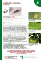 Bactericera cockerelli.pdf