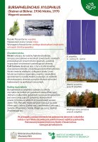 Bursaphelenchus.pdf