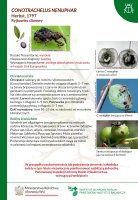 Conotrachelus nenuphar.pdf