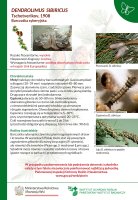 Dendrolimus sibiricus.pdf