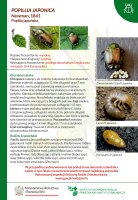 Popillia japonica.pdf