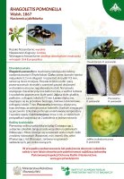 Rhagoletis pomonella.pdf