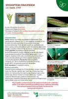 Spodoptera frugiperda.pdf