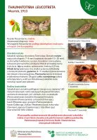 Thaumatotibia leuco.pdf