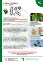 Xylella fastidiosa.pdf