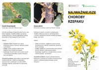 NAJWAZNIEJSZE CHOROBY RZEPAKU.pdf